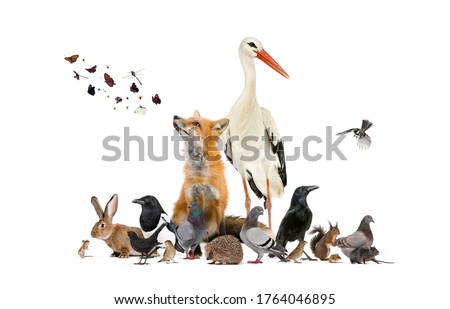 Group of many animals from european fauna park and garden, red fox, stork