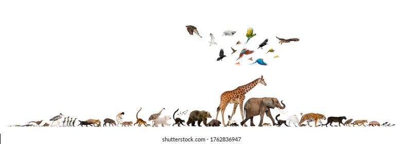 Group Of Many Animals Fleeing Away, Walking In A Row, Isolated