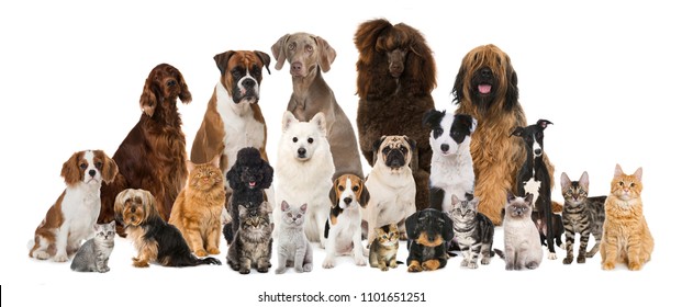 Group Of Many Cats And Dogs Isolated On White Background