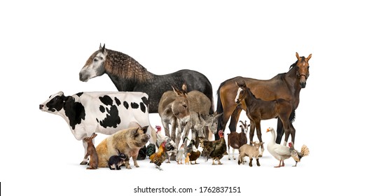 Group Of Many Farm Animals Standing Together