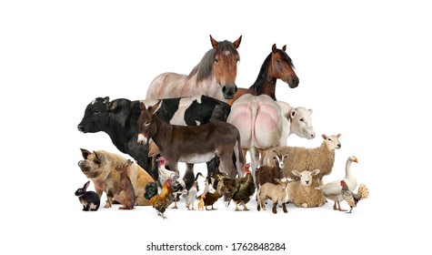 Group Of Many Farm Animals Standing Together