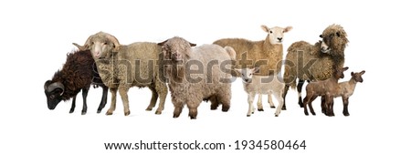 Group of many goats and sheep in a row, isolated