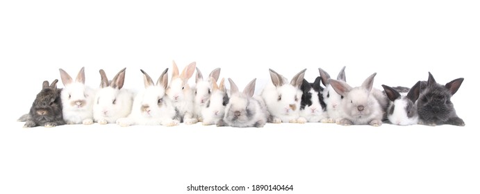 Group Of Many Young Adorable Bunnies Sit On White Background. Cute Baby Rabbits, Netherlands Dwarf And Holland Lops Rabbit For Easter And New Born Celebretion. Pet 1  Month Old.