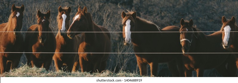 Group of mare horses at fence in Texas pasture during winter.  Western horse concept as a herd for banner.
