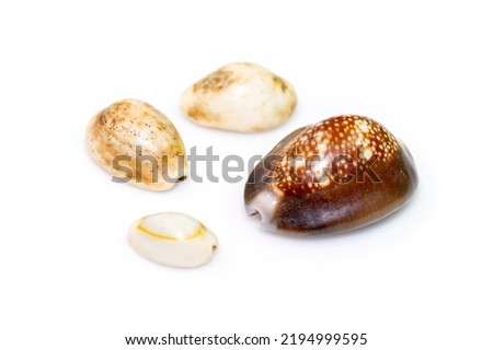 Group a marine gastropod mollusk in the family Cypraeidae isolated on white background. Undersea Animals. Sea Shells.