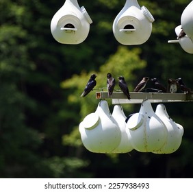 Group of Martins rest on metal post holding their white bird houses.  Bird houses are part of Steele Creek Park, Bristol, Tennessee. - Shutterstock ID 2257938493