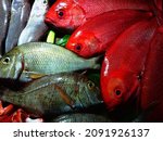 A group of mass marketable fish is called "coral fish" in South Asia or "imperial fish" for the purple color. Red bass (Sebastes) and Stumpnose (Sparidae)