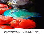 A group of mass marketable fish is called "coral fish" in South Asia or "imperial fish" for the purple color. Red bass (Sebastes) and parrot fish (Scaridae). Laccadive Sea