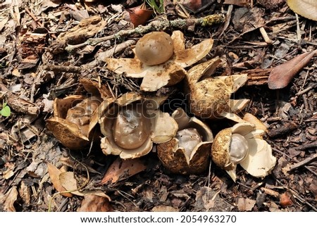Group of mature fruiting bodies of the fungus Myriostoma coliforme close up
