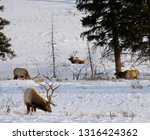Group of mature male elk with antlers grazing in winter at Blacktail Deer Plateau Yellowstone National Park