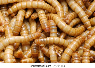 A Group Of Meal-worms Larva Of The Flour Beetle,tenebrio Molitor,used As Food For Reptiles Or Wild Birds.Also Used By Fishermen As A Bait.