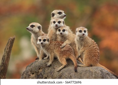 Group of Meerkat
