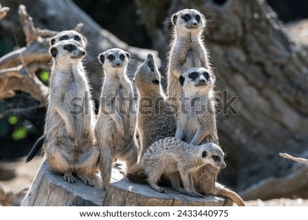  A Group Of Meerkat, Mammal, Anima .