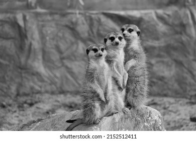 Group Of Meerkat Or Suricates Posing On Big Stone. Cute Animal Wallpaper 