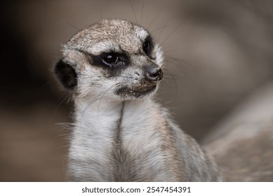 Group of meerkats attentively standing upright. Meerkat standing, alert and curious as they observe their surroundings Meerkat in zoo. - Powered by Shutterstock