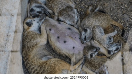 A group of meerkats huddled together, sleeping in a close pile on a sandy surface. Their bodies are intertwined, with one central meerkat lying on its back, exposing its belly, while the others rest a - Powered by Shutterstock