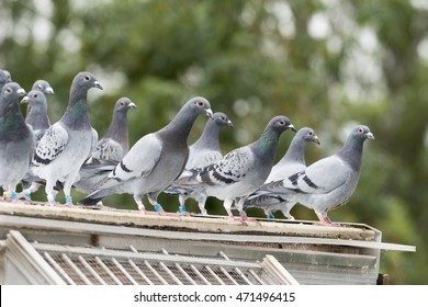 Group Of Messenger Pigeons Outside Of Their  Dovecote , You Can See The Message Rings To Carry The Messages