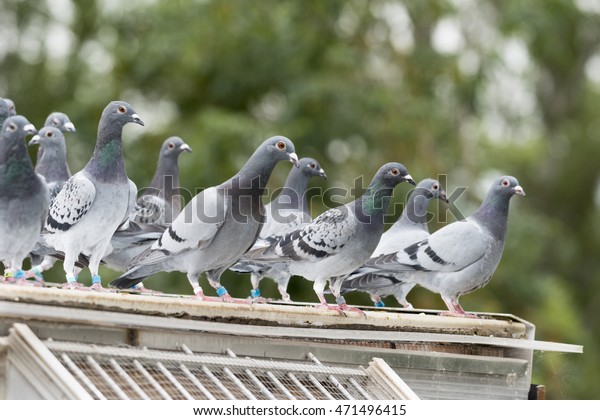 group of messenger\
pigeons outside of their  dovecote , you can see the message rings\
to carry the messages