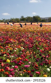 A Group Of Mexican Migrant Workers Taking Care Of The Flower Fields In Carlsbad, California.