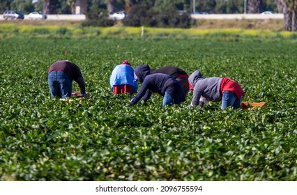 A Group Of Migrant Workers Picking In A Field 