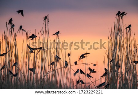 Group of migratory Barn Swallows preparing for communal roosting in reed bed against the sunset colored sky