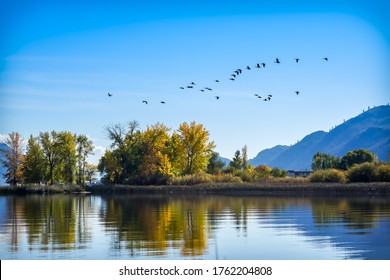 A Group Of Migratory Birds Are Flying Over The Wetland