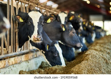 Group Of Milk Cows Standing In Livestock Stall And Eating Hay At Dairy Farm