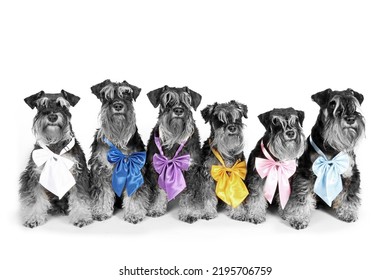 Group Of Miniature Schnauzer Isolated  On Studio 