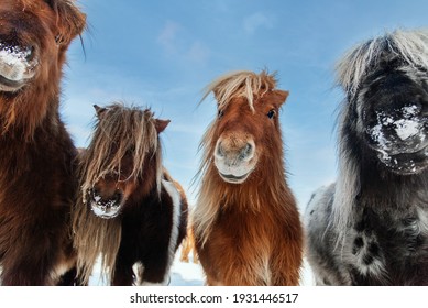 Poney Images Stock Photos Vectors Shutterstock