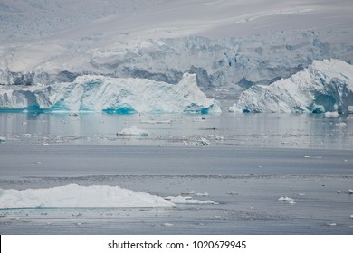 Group Of Minke Whales, Antarctica