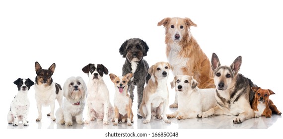 Group of mixed breed dogs