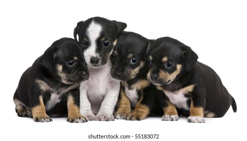 Group Of Mixed-breed Puppies, 1 Month Old, In Front Of White Background