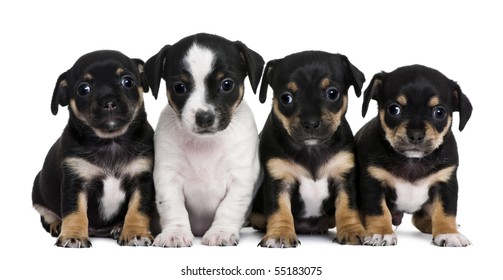 Group Of Mixed-breed Puppies, 1 Month Old, In Front Of White Background