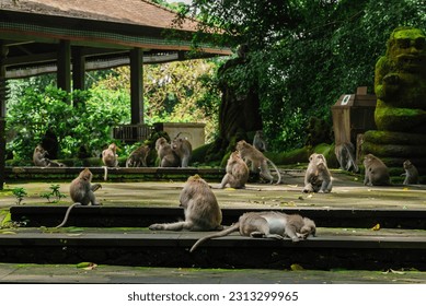 a group of monkey doing an activty