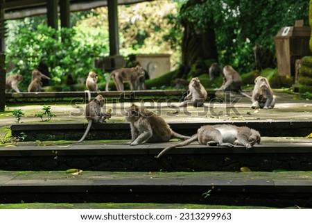 a group of monkey doing an activty