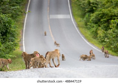 group of monkey walking on the road