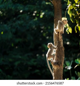 A group of monkeys family living on trees in the natural forest and looking. At Khao Ngu Stone Park, Ratchaburi, Thailand.
