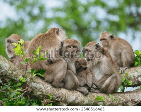 Group of monkeys on the tree