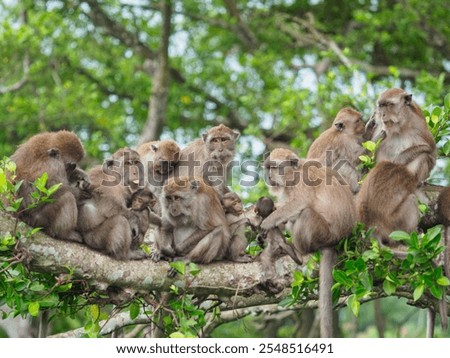 Group of monkeys on the tree