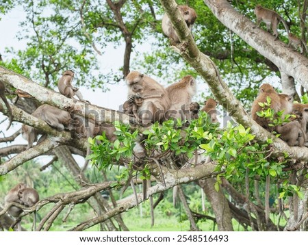 Group of monkeys on the tree