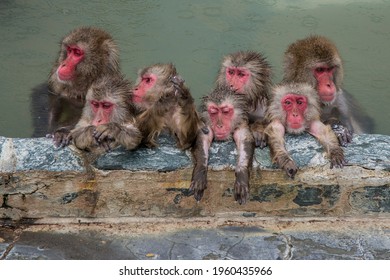 group of monkeys in onsen - Shutterstock ID 1960435966