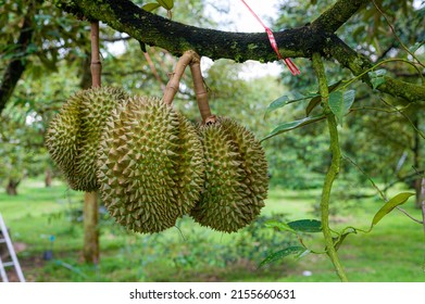 Group Monthong Durian Fruit On The Branch In The Garden Ready To Harvest, Product Quality For Export In Chanthaburi, Thailand, Agriculture Concept With Copy Space 