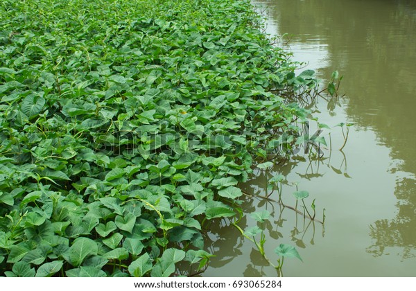 Group Morning Glory Canal Stock Photo 693065284 | Shutterstock