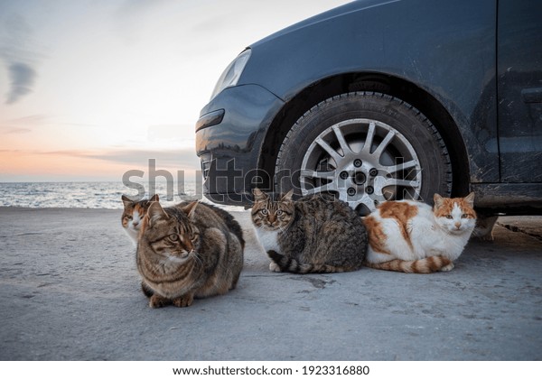 Group of motley cats sitting next\
to car wheel under Cape Chirakman, Kavarna town,\
Bulgaria