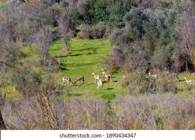 A Group Of Mountain Gazelle In A Park Called The Deer Valley In Jerusalem