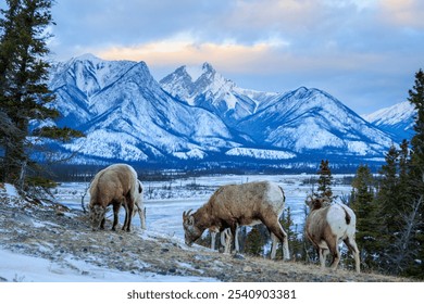 A group of mountain goats grazing in a snowy landscape surrounded by trees and mountains - Powered by Shutterstock