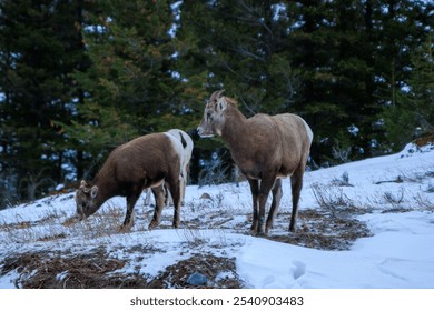 A group of mountain goats grazing in a snowy landscape surrounded by trees and mountains - Powered by Shutterstock