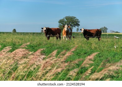 Group Of Multi Colored Beef Cattle In Green Countryside Pasture Contained By Electric Fence