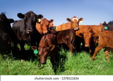 A group of multicolored cows and calves standing in a grassy meadow on a warm spring sunny day looking curiously at the camera.  