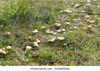 A Group Of Mushrooms Growing In A Trail Over Green Field. It Is Called A Devil's Line Or Witch Circle In The Tongue Of The Common Rural People.